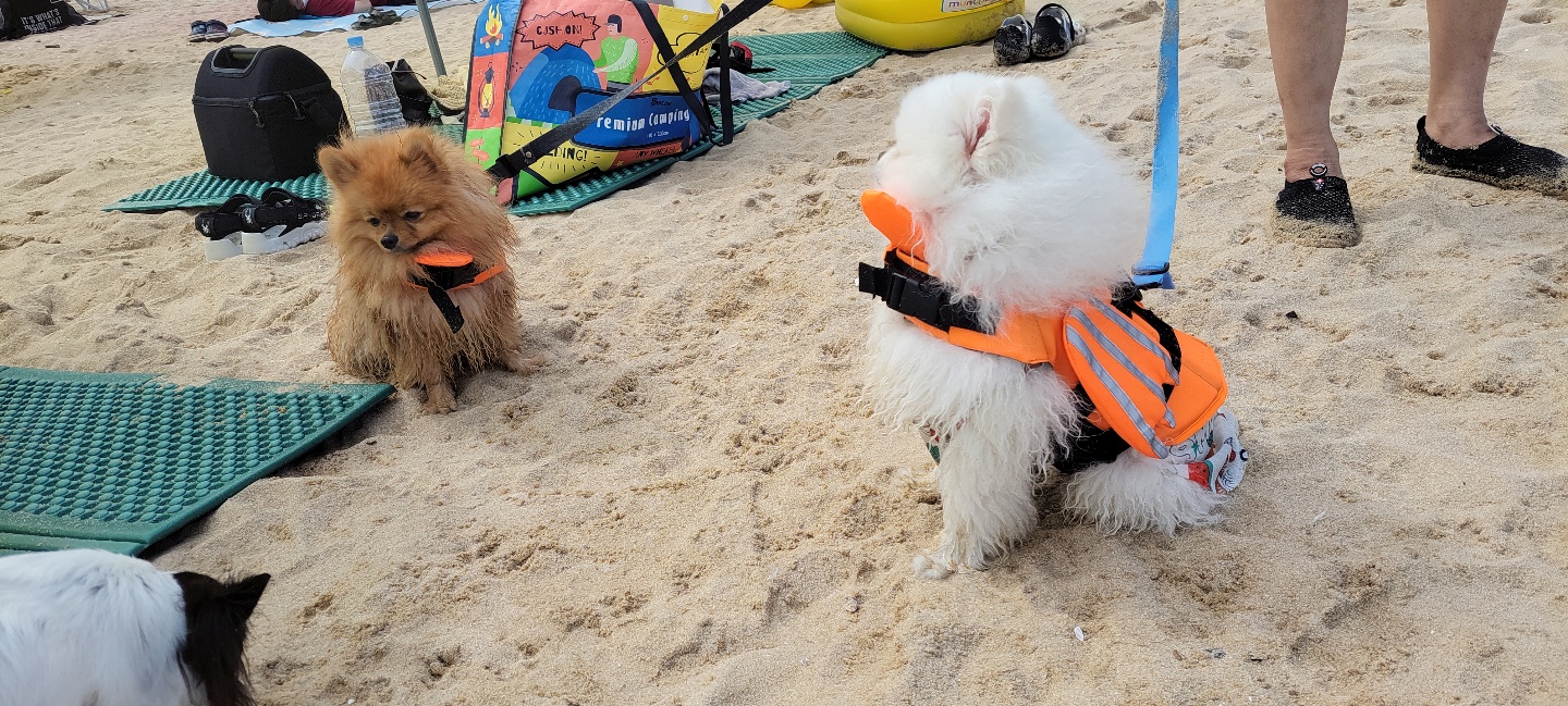 ㅁ어비치.jpg