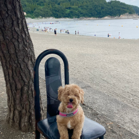 피슈 in 만성리 검은모래해변