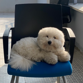 찐빵이 김모카