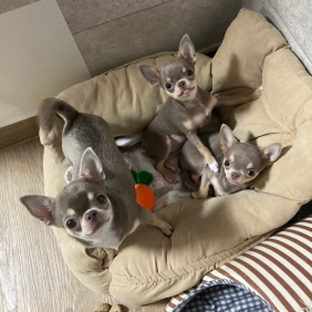 댕댕가족