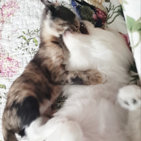 댕댕한 댕냥이