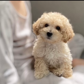 가족이 됫어요!