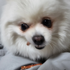 제니 (블랙핑크 아님)