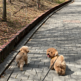 산책 너무 좋아 아롱다롱