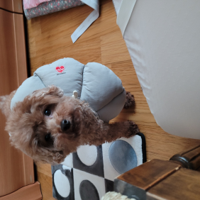 댕청한 형제
