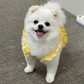 짱 신난 댕댕상 주인공은 나야나o(*^▽^*)┛