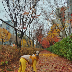 낙엽 밟으러 나간 산들[DSLR 부문]