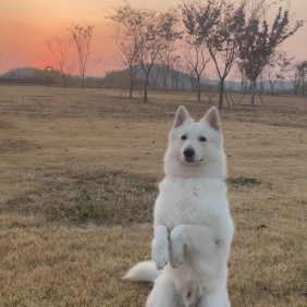 스포츠 즐기는 강아지에요