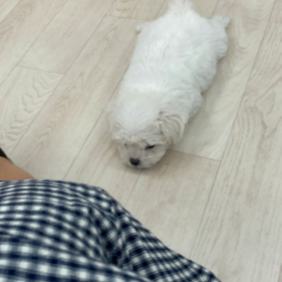 댕충미 가득한 우리 비누♥