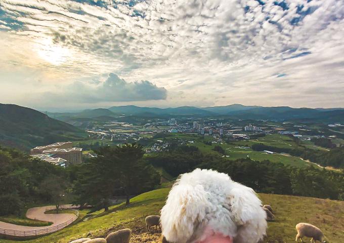 순수양떼목장